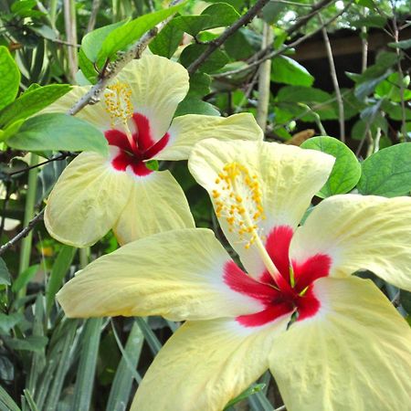 Physis Caribbean Bed & Breakfast Puerto Viejo de Talamanca Exterior foto